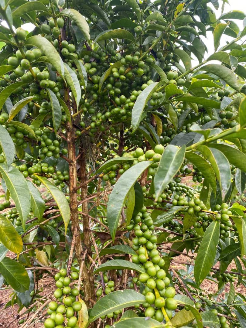 Coffee Farm