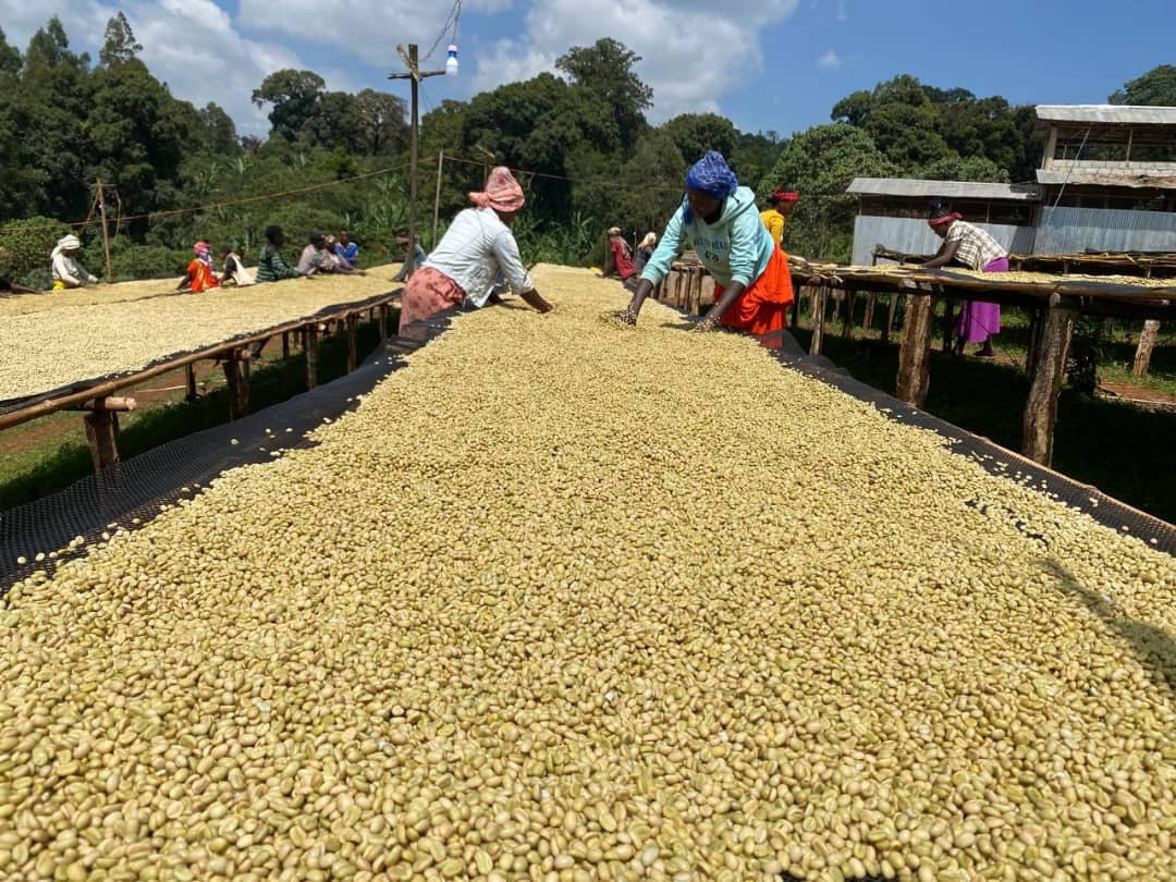 Coffee Cupping